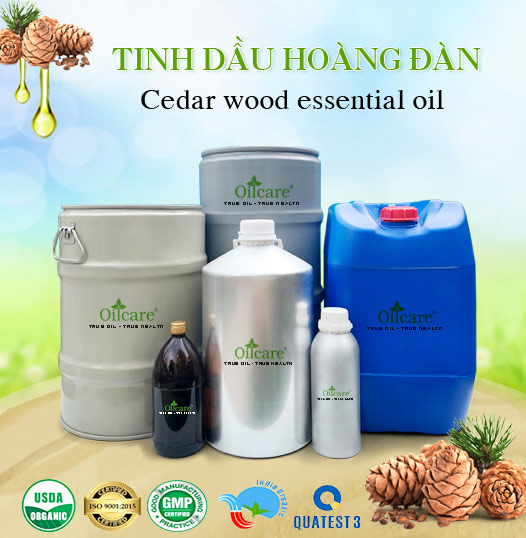 Tinh Dầu Hoàng Đàn (Tuyết Tùng) Giá Sỉ Tốt Nhất & Bán Buôn Linh Hoạt Số Lượng Lớn (Lít, Kg)