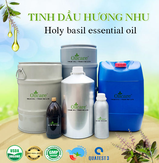 Tinh Dầu Hương Nhu Giá Sỉ Tốt Nhất & Bán Buôn Linh Hoạt Số Lượng Lớn (Lít, Kg)