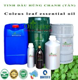 Tinh dầu tần dày lá Coleus Leaf bán sỉ lít kg buôn